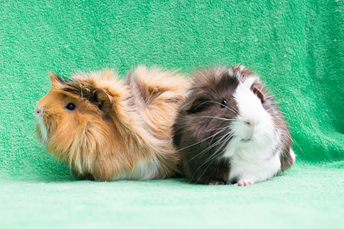 guinea pig fostering near me